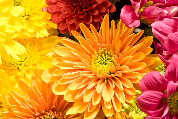 Chrysanthemum: A Flower for Health and Wellness