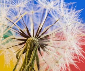 Dandelion Magic: Discover the Healing Power of This Sunny Weed