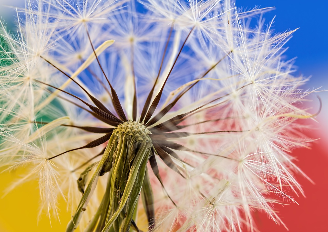 Dandelion Magic: Discover the Healing Power of This Sunny Weed